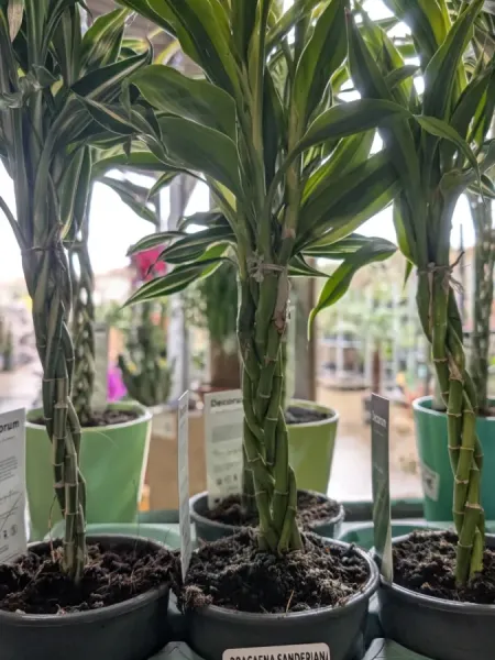 DRACAENA LUCKY STICK DRACAENA LUCKY STICK