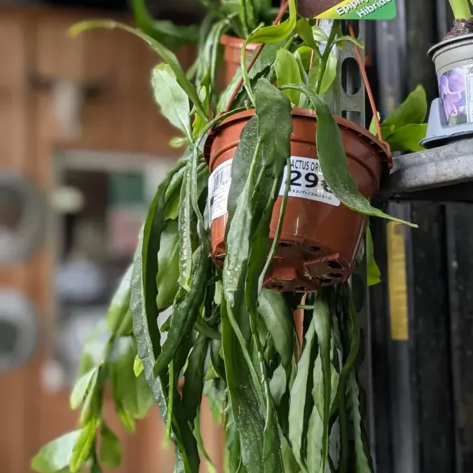 CACTUS ORCHIDEE - 29€ - En fleurs CACTUS ORCHIDEE - 29€ - En fleurs