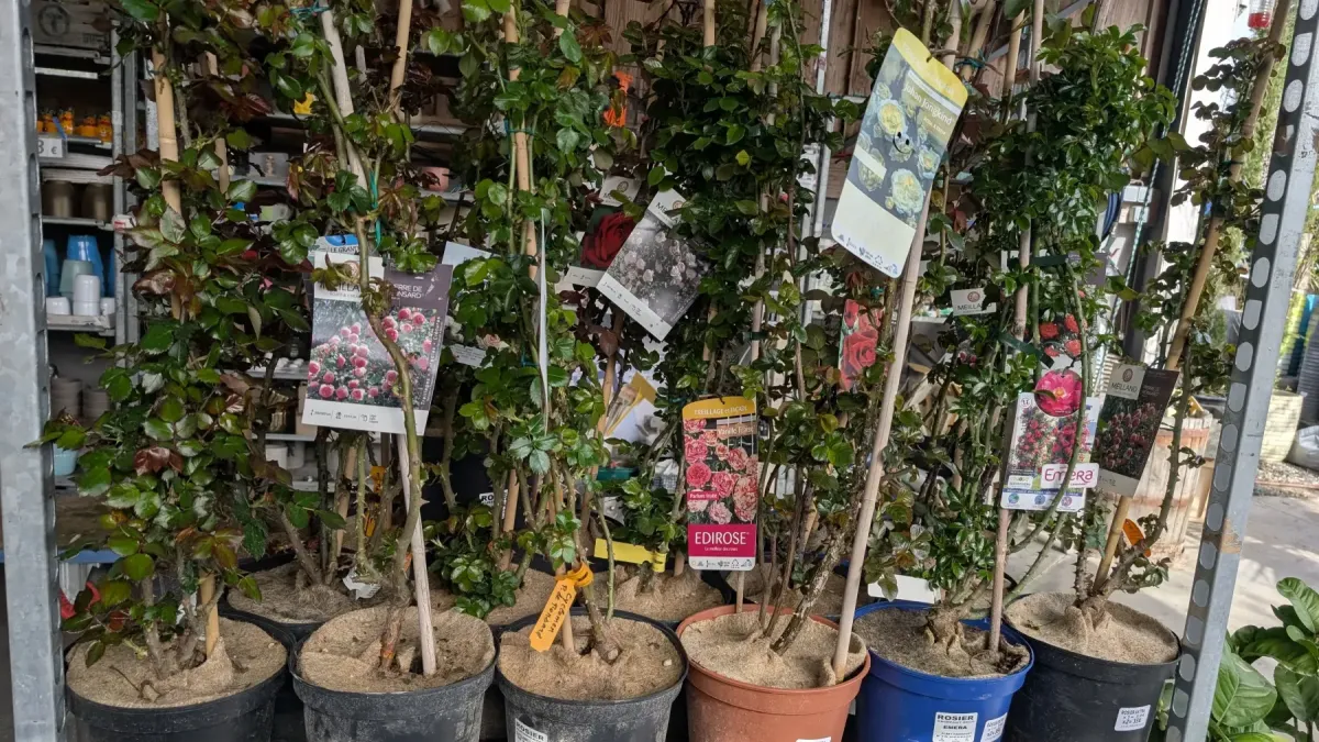 ROSIER-GRIMPANT-VARIETE-EXTRA ROSIER-GRIMPANT-VARIETE-EXTRA