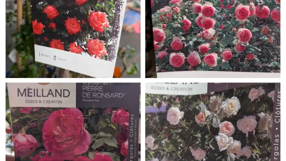 ROSIER-GRIMPANT à l'unité 39€ et 35€ dès que vous en prenez 2 ROSIER-GRIMPANT à l'unité 39€ et 35€ dès que vous en prenez 2