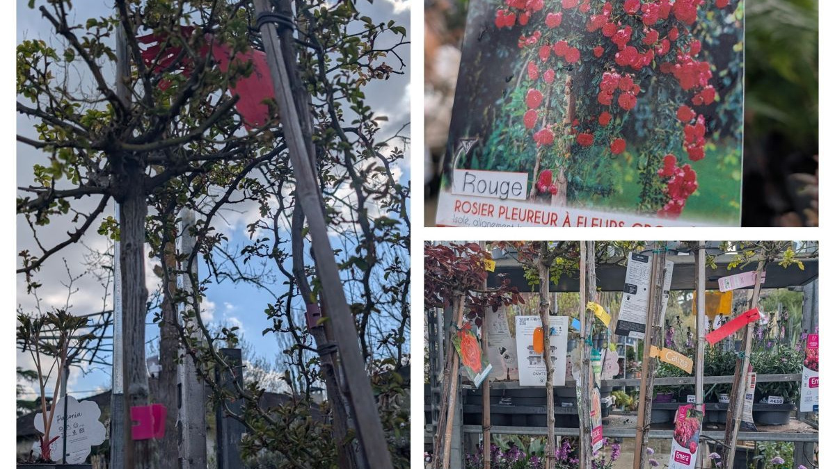 ROSIER-PLEUREUR 99€ juste Magnifique, floraison jusqu'aux gelées ROSIER-PLEUREUR 99€ juste Magnifique, floraison jusqu'aux gelées