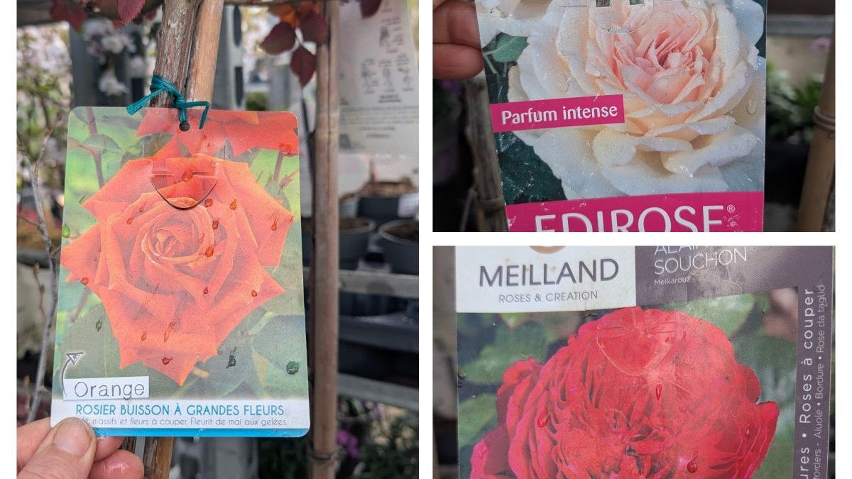 ROSIER-SUR-TIGES Grosses Fleurs 79€ ROSIER-SUR-TIGES Grosses Fleurs 79€