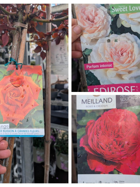 ROSIER-SUR-TIGES Grosses Fleurs 79€ ROSIER-SUR-TIGES Grosses Fleurs 79€