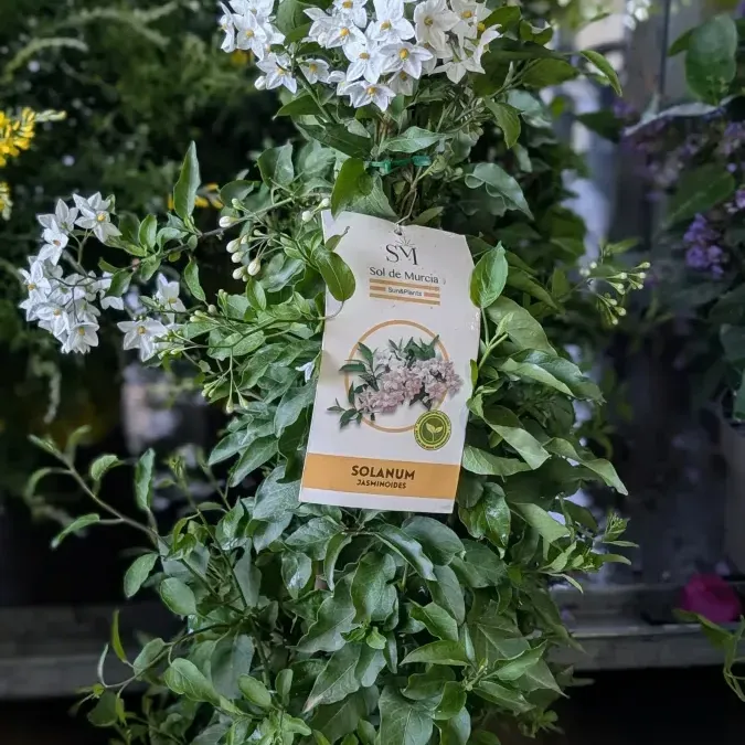 SOLANUM-JASMINOIDE PYRAMIDE ODORANT 19€ SOLANUM-JASMINOIDE PYRAMIDE ODORANT 19€