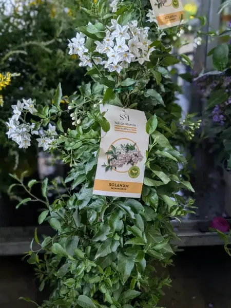 SOLANUM-JASMINOIDE PYRAMIDE ODORANT 19€ SOLANUM-JASMINOIDE PYRAMIDE ODORANT 19€