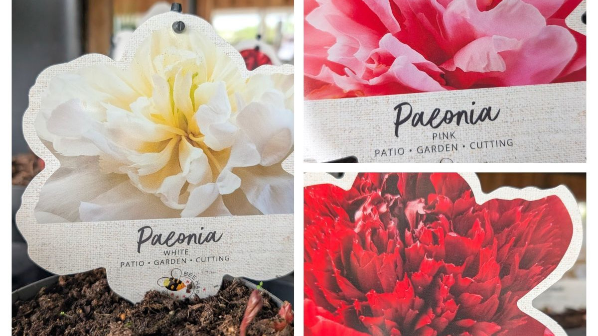 PIVOINE HERBACÉE à l'unité 15€ - x2= 12€50 l'unité PIVOINE HERBACÉE à l'unité 15€ - x2= 12€50 l'unité