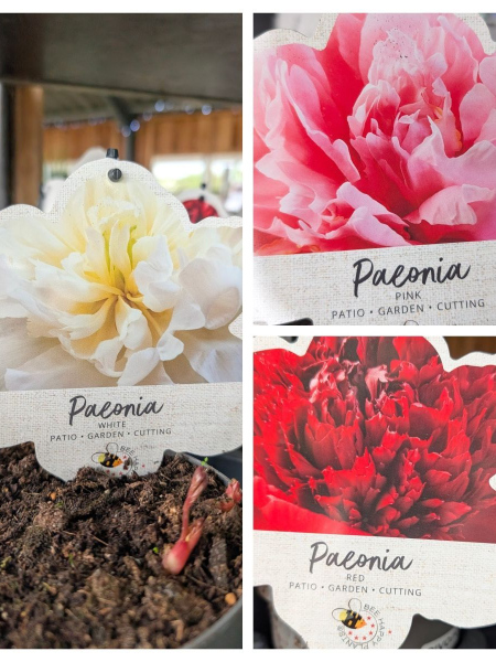 PIVOINE HERBACÉE à l'unité 15€ - x2= 12€50 l'unité PIVOINE HERBACÉE à l'unité 15€ - x2= 12€50 l'unité