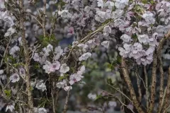 CERISISER A-FLEUR-KO JO MAI dispo dès 29€