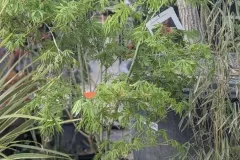 ACER-PALMATUM