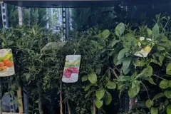 AGRUMES-XL Citron caviar, Oranger, Combava, Lime de tahiti à 89€