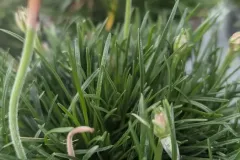 ALMERIA Gazon espagnol - 4€