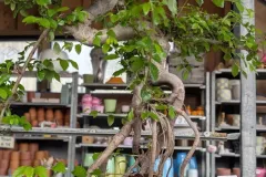 BONSAI-ZELKOVA