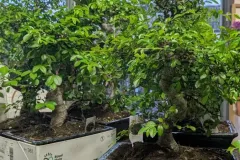 BONZAI à partir de 29€