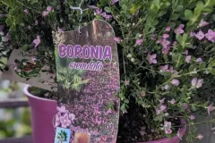 BORONIA 12€50