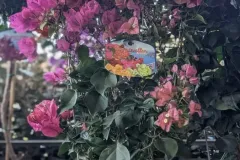 BOUGAINVILLIER-SUR-STRUCTURE  49€