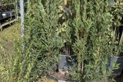 CALLISTEMON -Rince Bouteille à partir de 16€50 et 49€ pour les plus grands