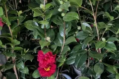 CAMELIA à partir de 9€