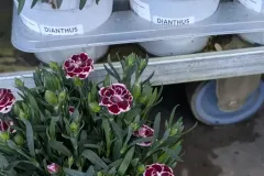 DIANTHUS-OEILLET  4€50