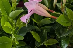 DIPLADENIA-JARDINIERE à partir de 12€50