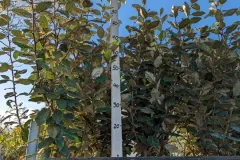 ELEAGNUS-EBBEINGI de 1 à 4 = 9€90 l'unité et 5 et plus = 8€50