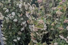 LAURIER-TIN-XL 49€