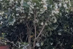 OSMANTHUS-PARFUME 16€