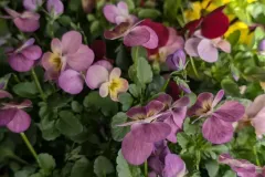 PENSEE - cornuta viola