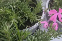 PHLOX-COUVRE-SOL