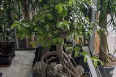 BONSAI ZELKOVA