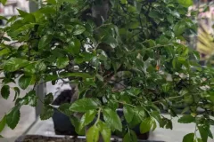 BONSAI ZELKOVA