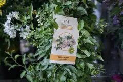 SOLANUM-JASMINOIDE  PYRAMIDE ODORANT 19€