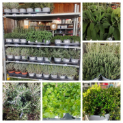 AROMATIQUE 3€50