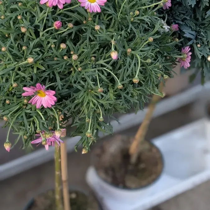 ANTHEMIS-SUR-TIGE- 19€50 ANTHEMIS-SUR-TIGE- 19€50