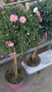 ANTHEMIS-SUR-TIGE- 19€50