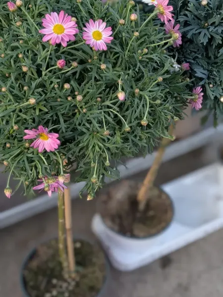ANTHEMIS-SUR-TIGE- 19€50 ANTHEMIS-SUR-TIGE- 19€50