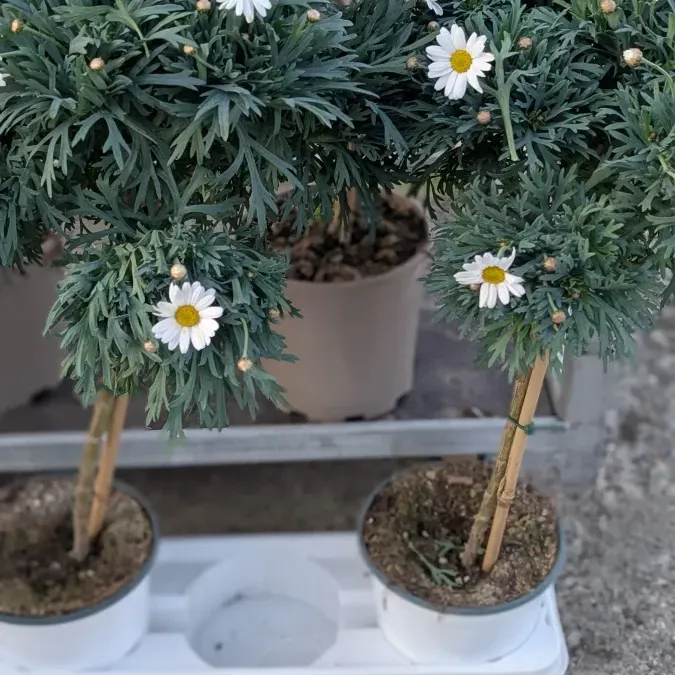 ANTHEMIS-SUR-TIGE 19€50 ANTHEMIS-SUR-TIGE 19€50