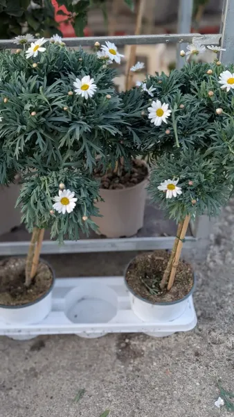 ANTHEMIS-SUR-TIGE  19€50