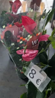 ANTHURIUM  8€