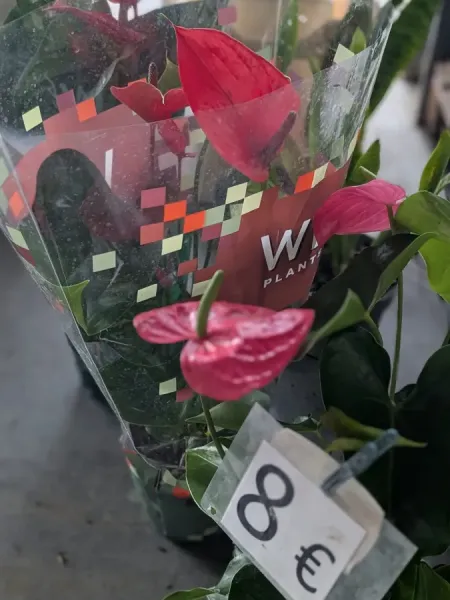 ANTHURIUM 8€ ANTHURIUM 8€