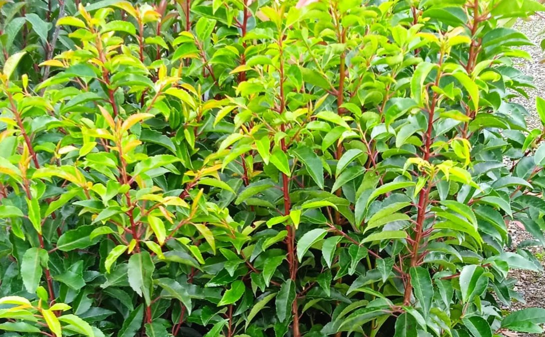 ARBUSTE-DE-HAIE-LAURIER-DU-PORTUGAL 12€50 ARBUSTE-DE-HAIE-LAURIER-DU-PORTUGAL 12€50