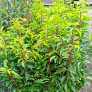 ARBUSTE-DE-HAIE-LAURIER-DU-PORTUGAL 12€50