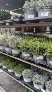 AROMATIQUES 3€50