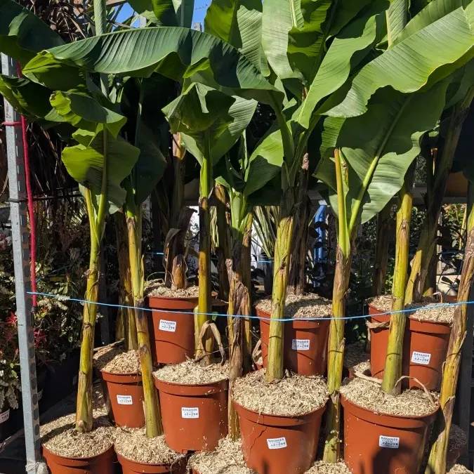 BANANIER-MUS-BASJOO x1 = 39€ x2 et + = 29€ l'unité BANANIER-MUS-BASJOO x1 = 39€ x2 et + = 29€ l'unité