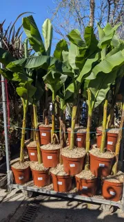 BANANIER-MUS-BASJOO x1 = 39€    x2 et + = 29€ l'unité