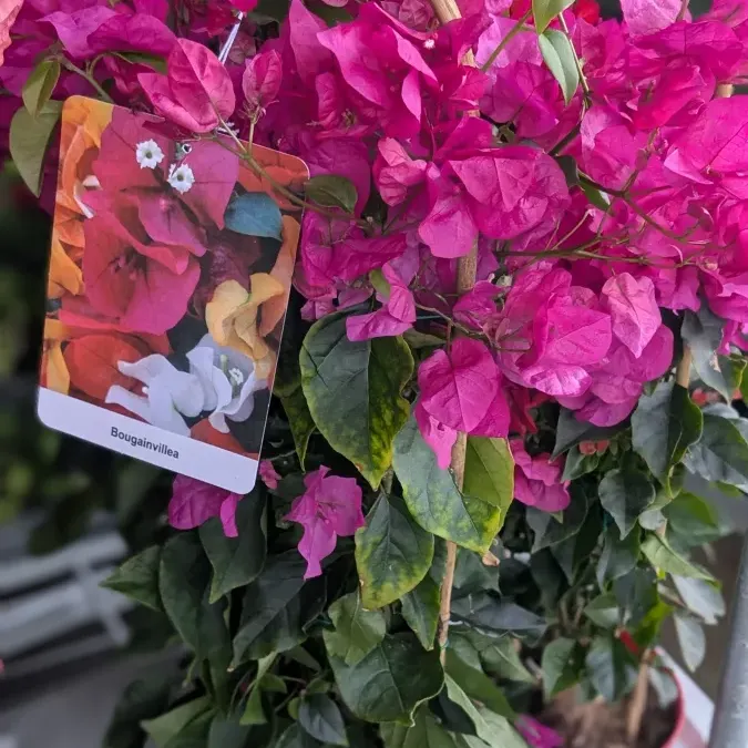 BOUGAINVILLIER-SUR-ARCEAU 39€ BOUGAINVILLIER-SUR-ARCEAU 39€