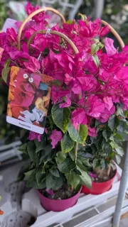 BOUGAINVILLIER-SUR-ARCEAU  39€