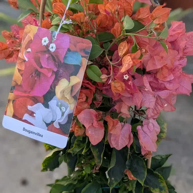 BOUGAINVILLIER-SUR-ARCEAUX 39€ BOUGAINVILLIER-SUR-ARCEAUX 39€