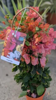 BOUGAINVILLIER-SUR-ARCEAUX 39€