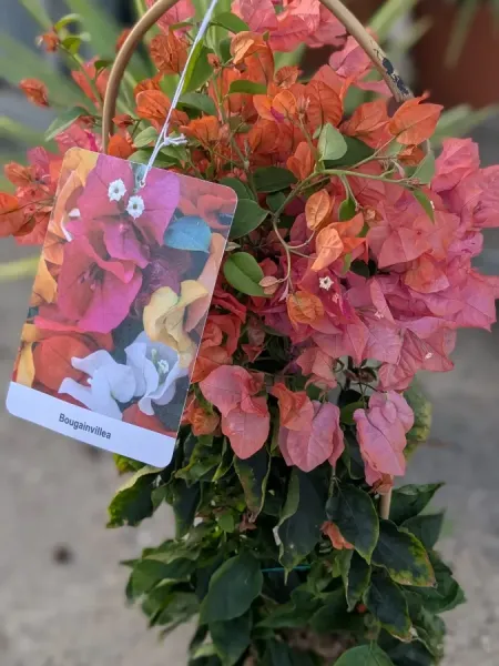 BOUGAINVILLIER-SUR-ARCEAUX 39€ BOUGAINVILLIER-SUR-ARCEAUX 39€