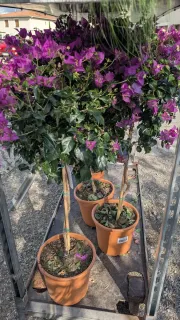 BOUGAINVILLIER-SUR-TIGE 59€